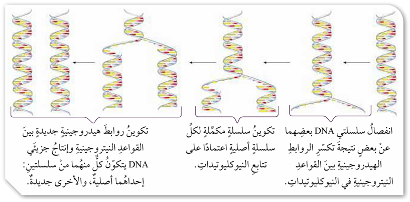 تضاعف DNA تضاعف DNA